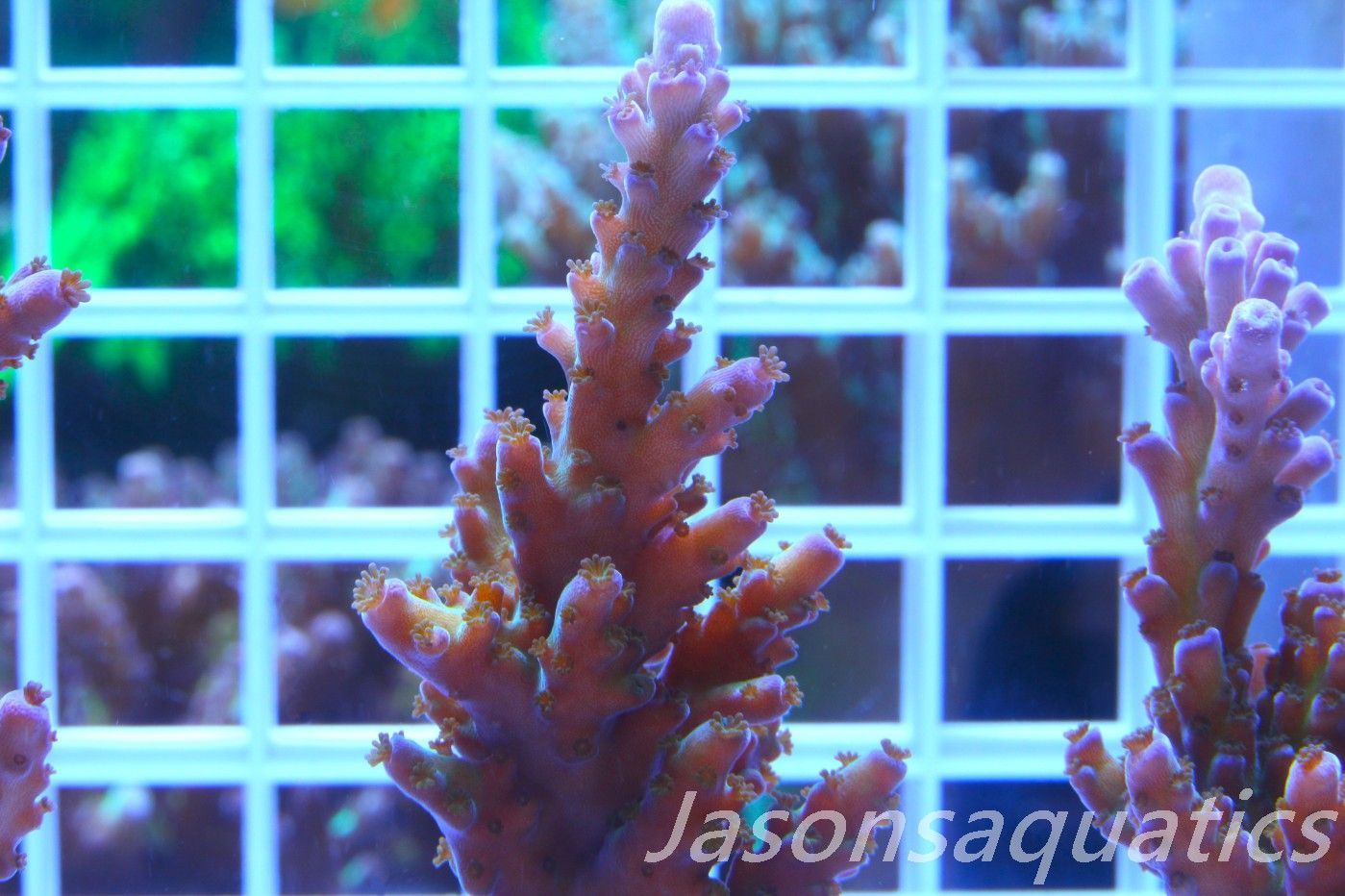 Acropora, Miyagi Tort(LARGE FRAG) Frag G Acropora, Miyagi Tort(LARGE FRAG) Frag G