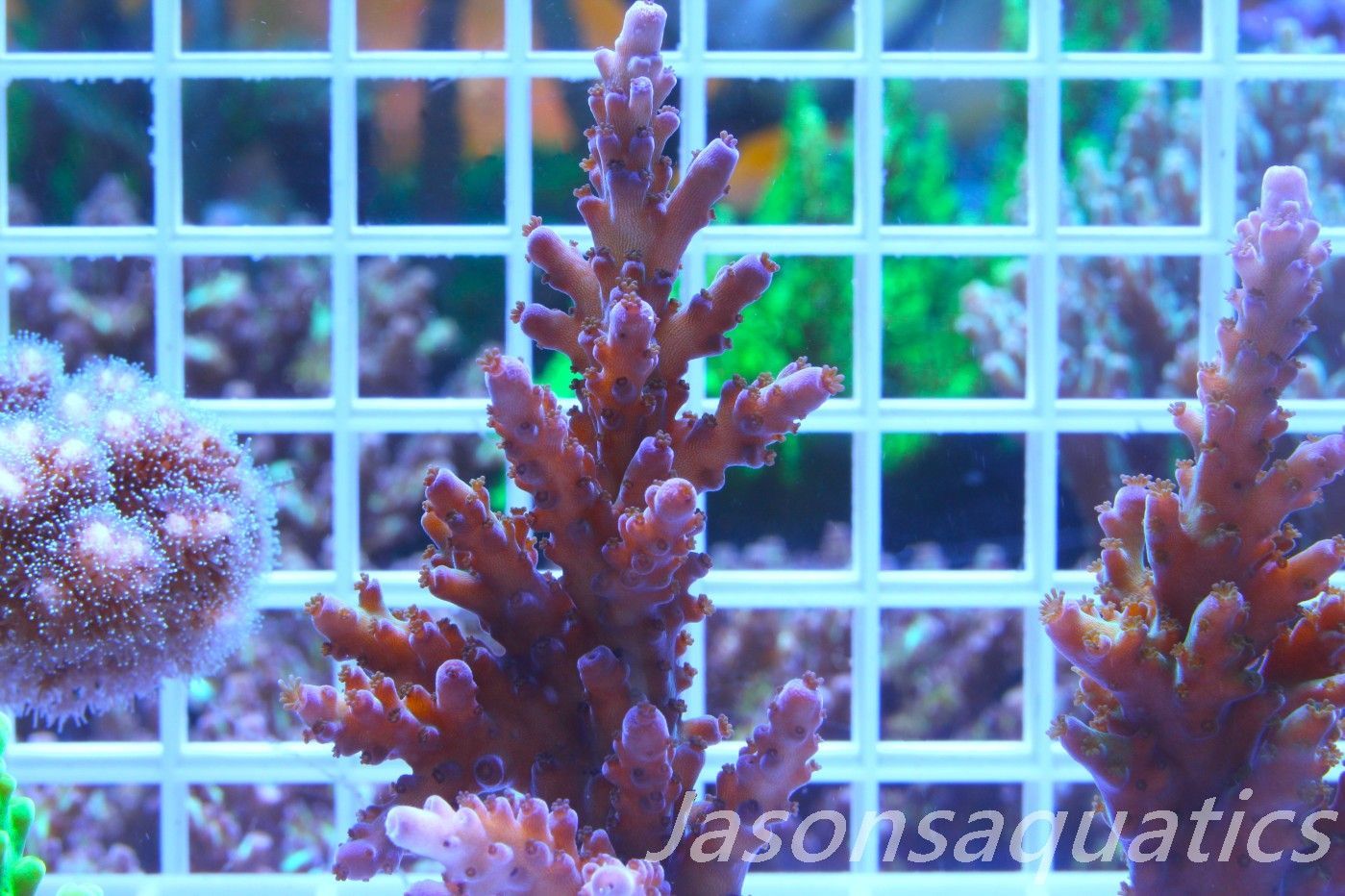 Acropora, Miyagi Tort(LARGE FRAG) Frag H Acropora, Miyagi Tort(LARGE FRAG) Frag H