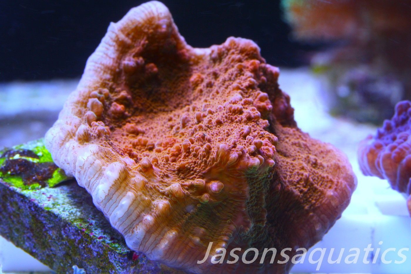 Echinophyllia, Orange and Gold chalice, Frag B