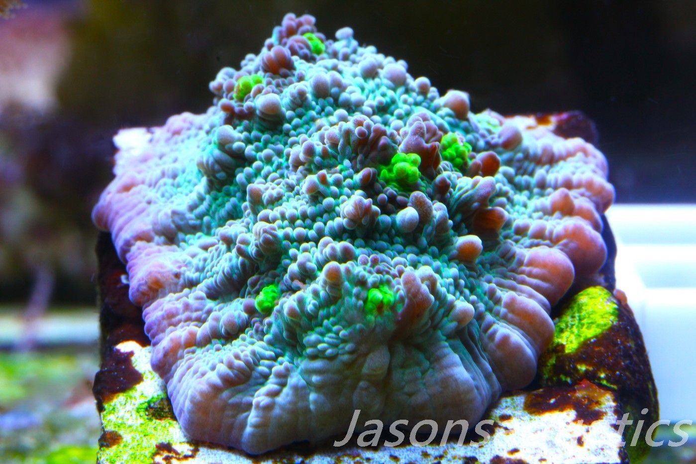 Echinophyllia, Bright Green with Dayglow Mouths Frag D Echinophyllia, Bright Green with Dayglow Mouths Frag D