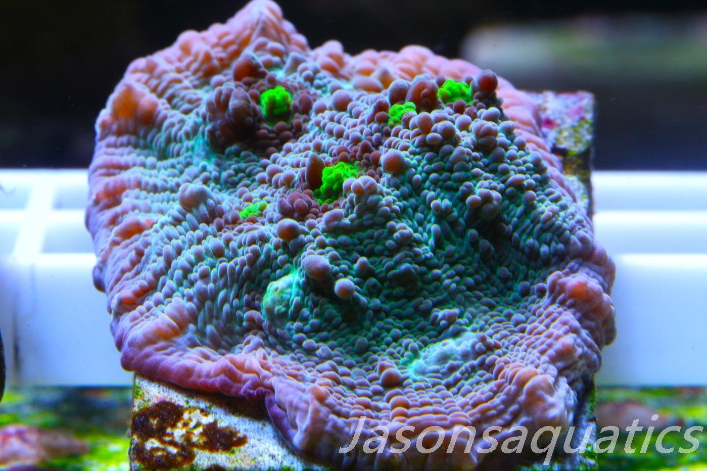 Echinophyllia, Bright Green with Dayglow Mouths Frag C Echinophyllia, Bright Green with Dayglow Mouths Frag C