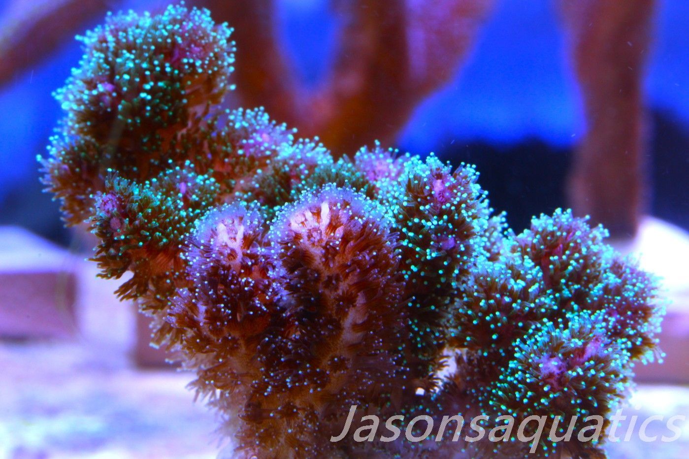Pocillopora Mix,Micro Colony, Frag G Pocillopora Mix,Micro Colony, Frag G