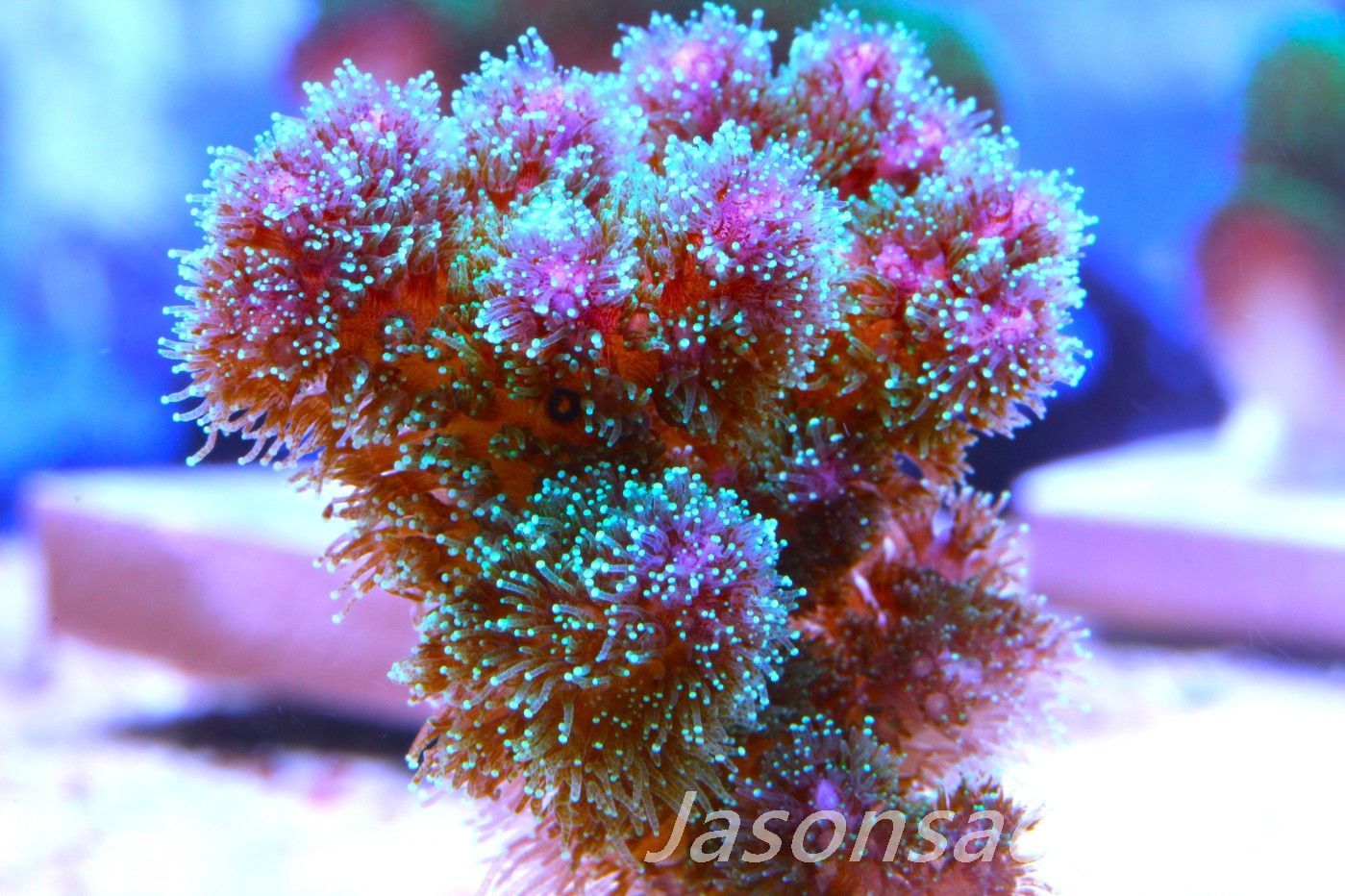 Pocillopora Rainbow Frag D