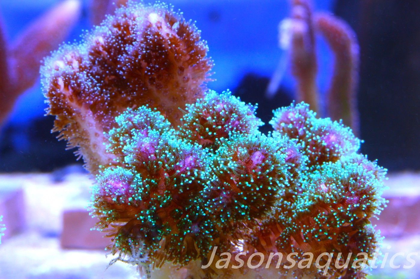 Pocillopora Mix,Micro Colony, Frag F Pocillopora Mix,Micro Colony, Frag F