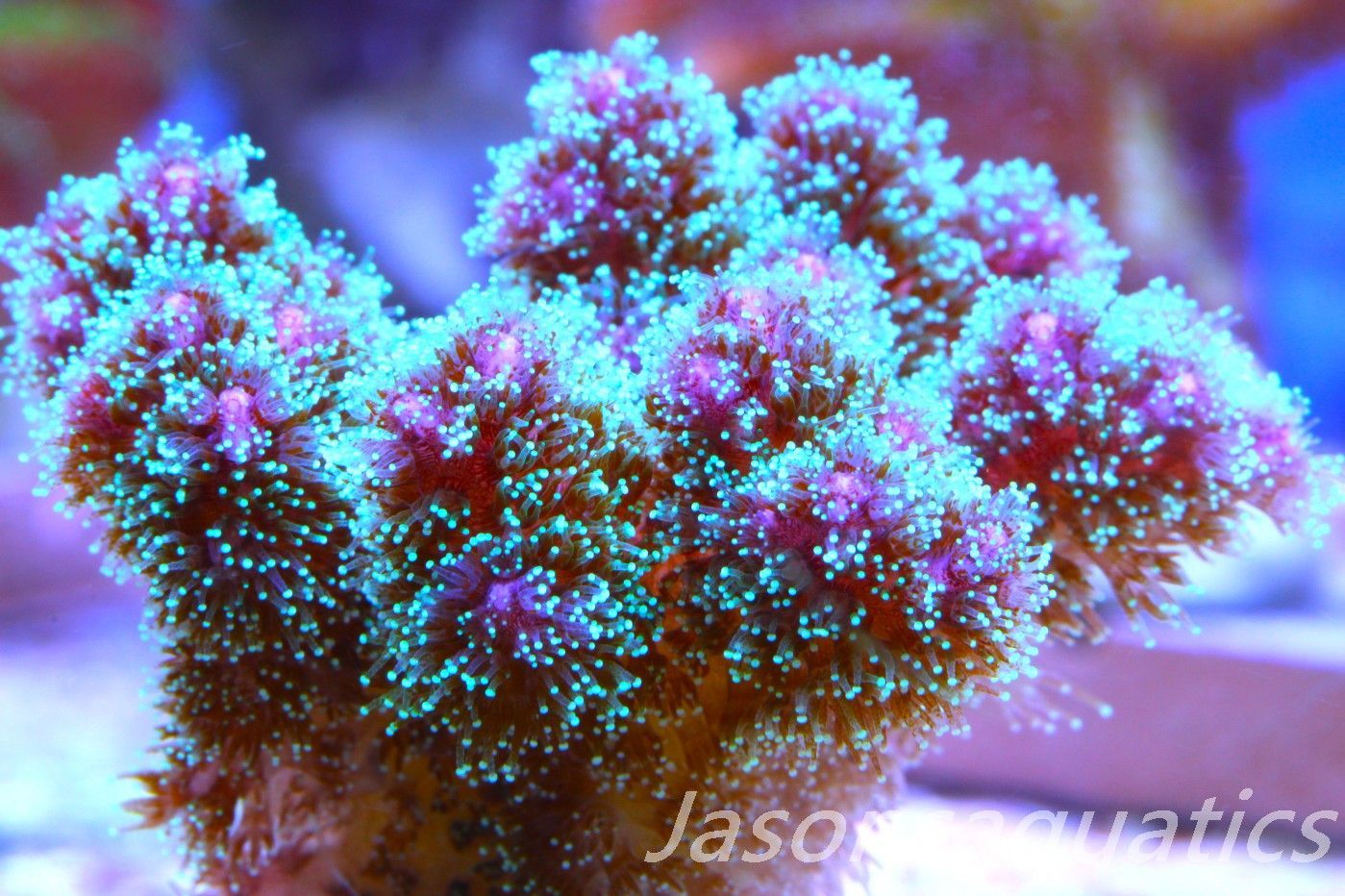 Pocillopora Rainbow Frag C