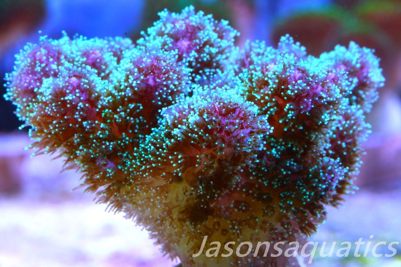 Pocillopora Rainbow Frag B