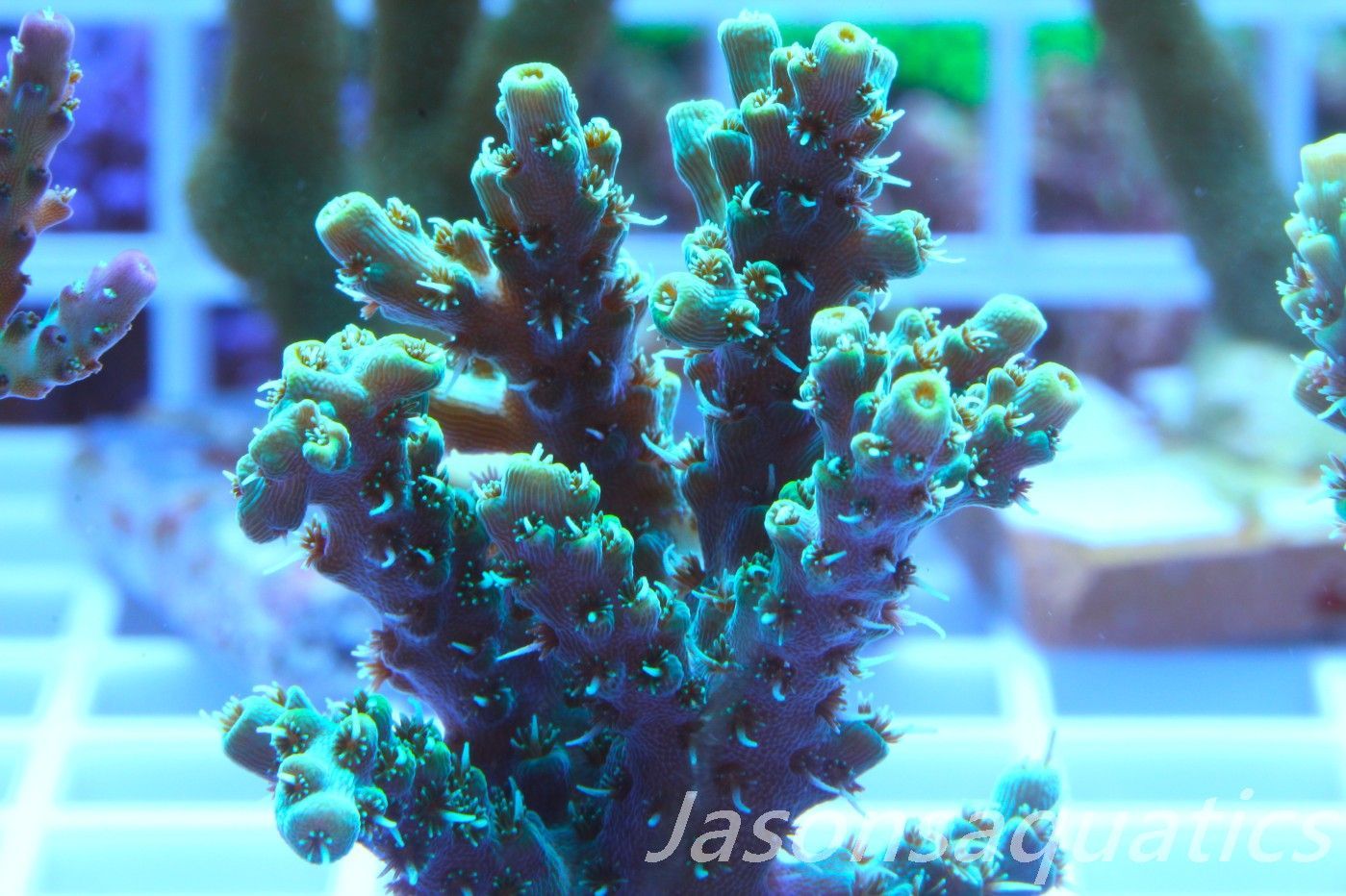 Acropora Microclados Morph Frag F Acropora Microclados Morph Frag F