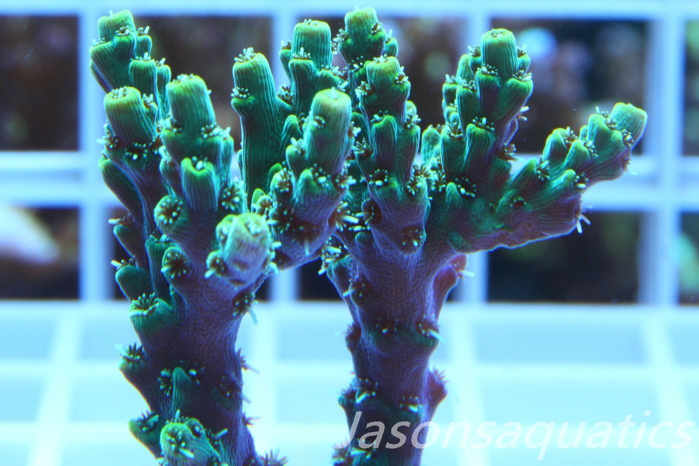 Acropora Microclados Morph Frag G Acropora Microclados Morph Frag G