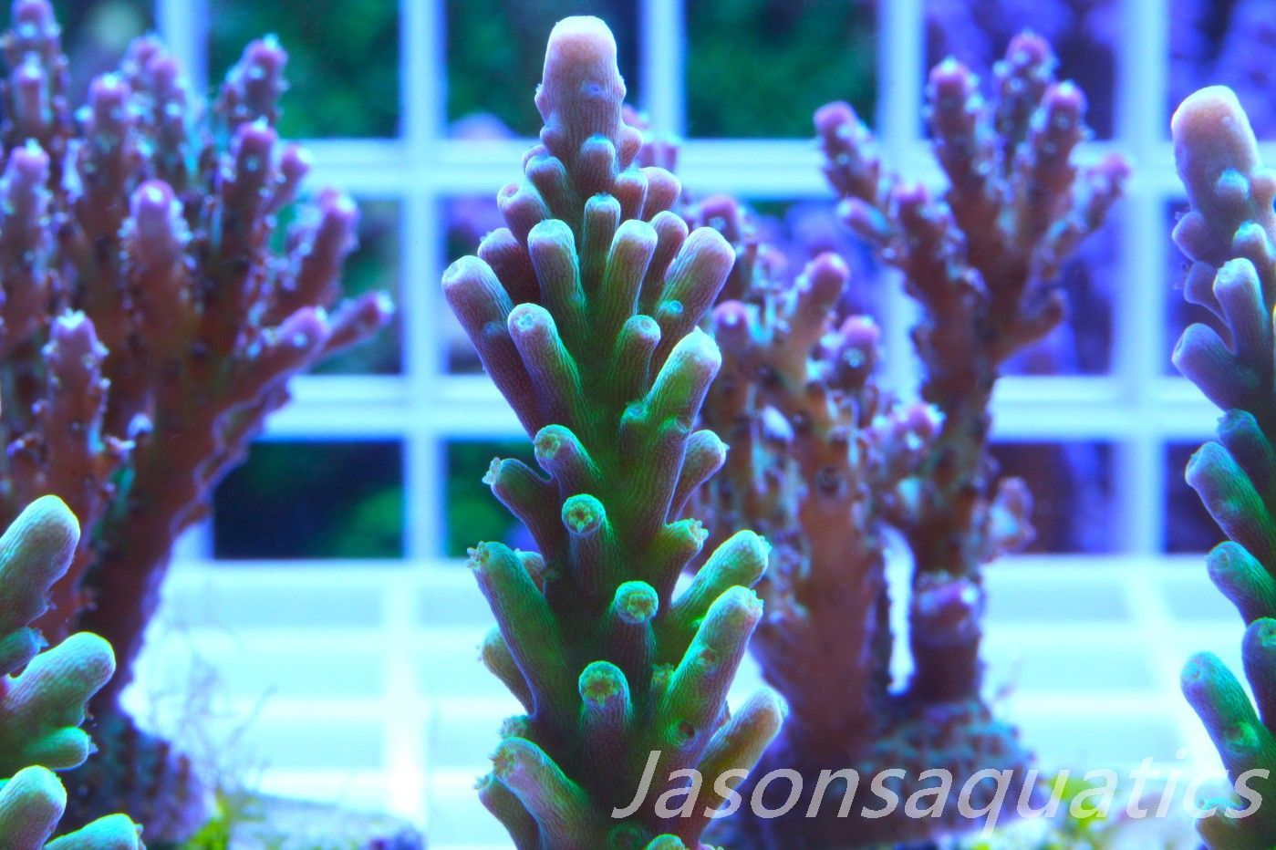 Acropora Frog Skin Frag F
