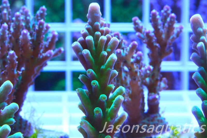 Acropora Frog Skin Frag F