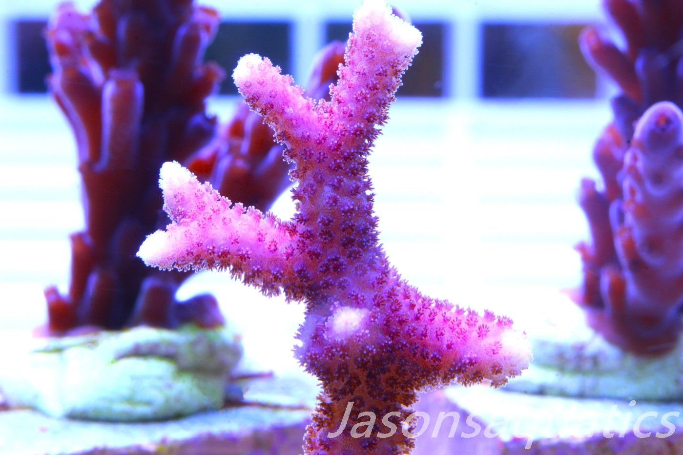 Stylophora, Australian Pink Thing branch Stylo Frag B