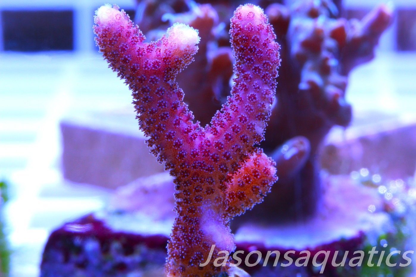Stylophora, Australian Pink Thing branch Stylo Frag B