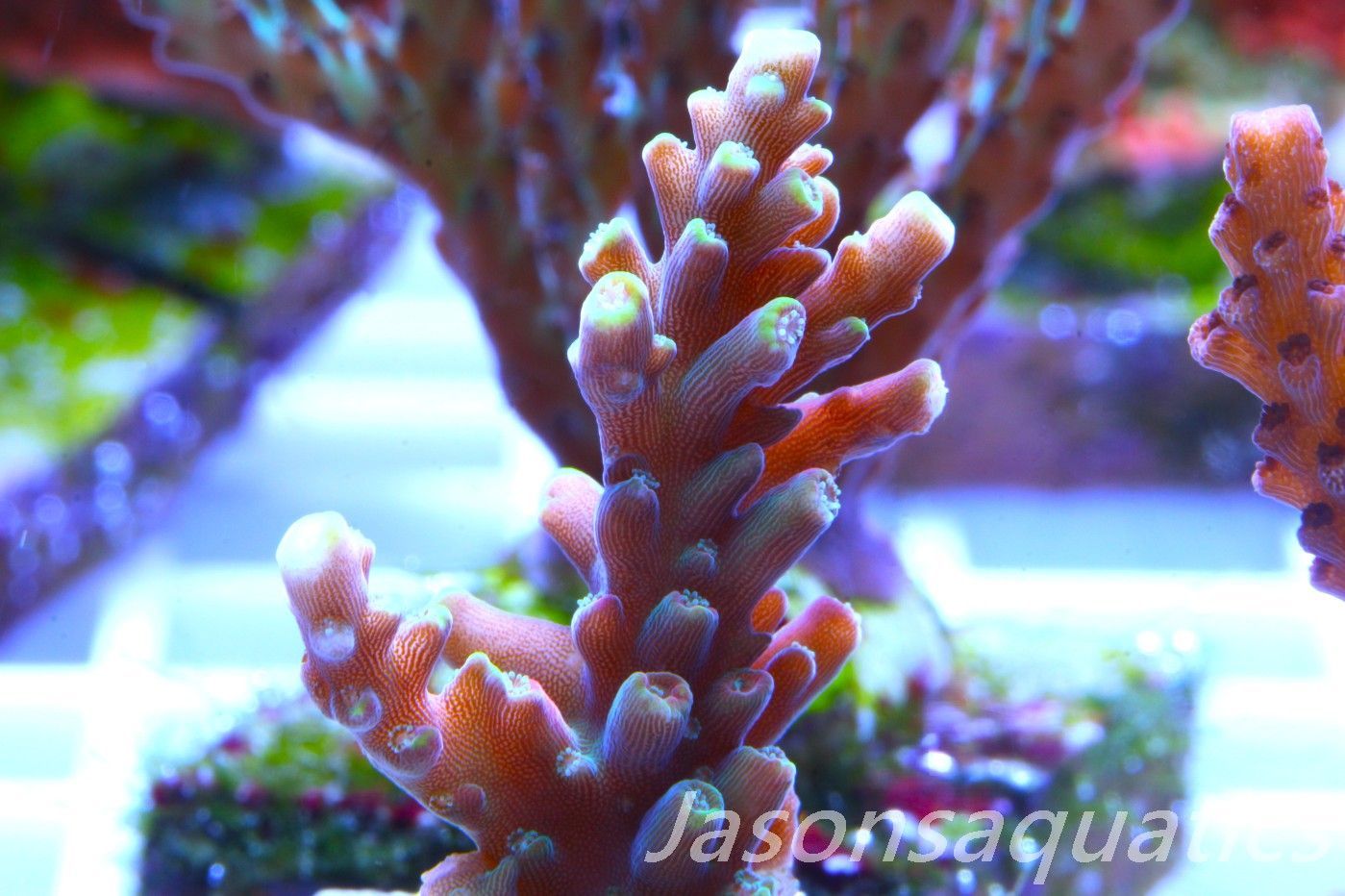 Acropora latistella ,Bali shortcake AKA firecracker Frag A Acropora latistella ,Bali shortcake AKA firecracker Frag A