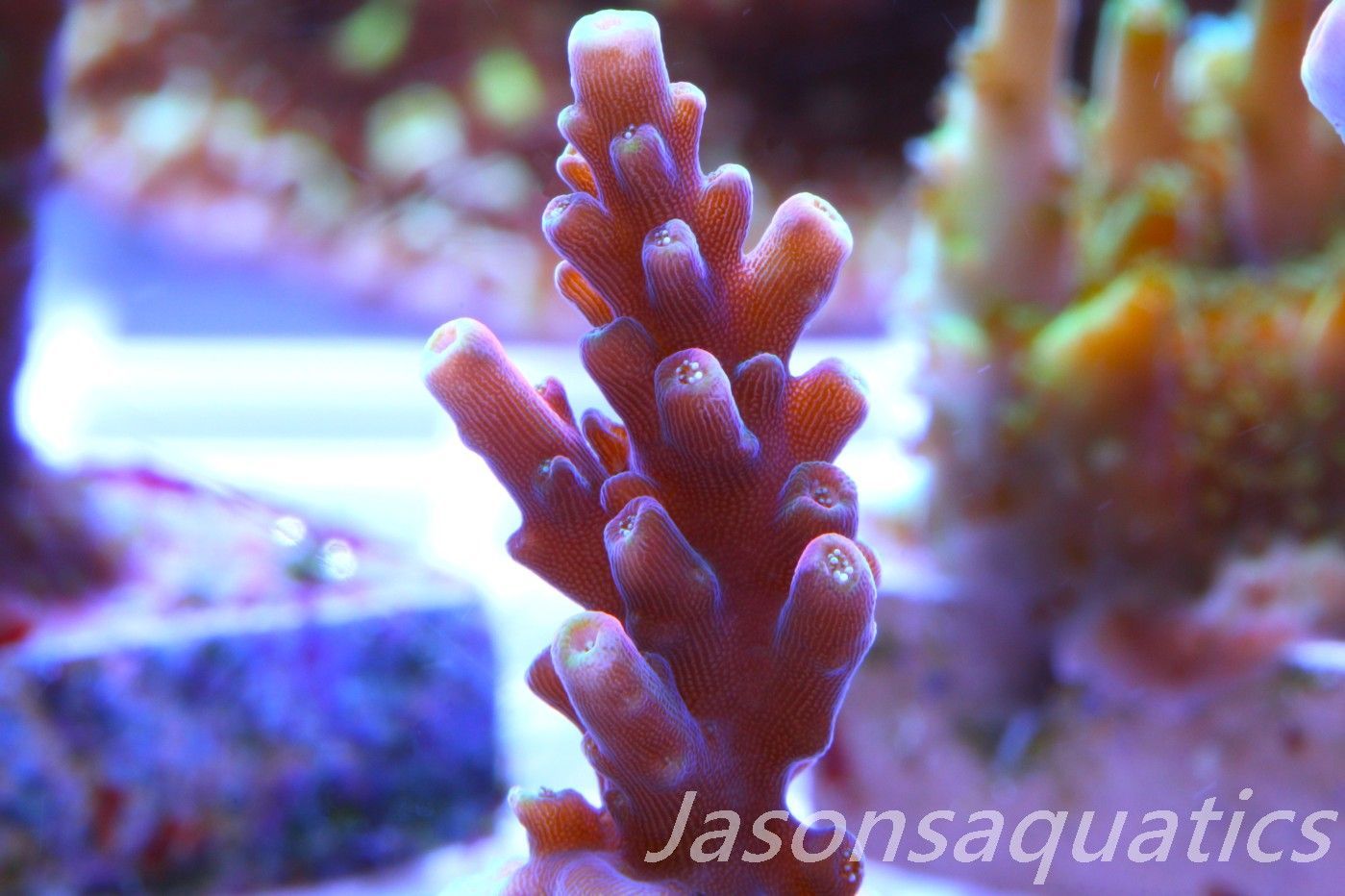 Acropora latistella ,Bali shortcake AKA firecracker Frag A Acropora latistella ,Bali shortcake AKA firecracker Frag A