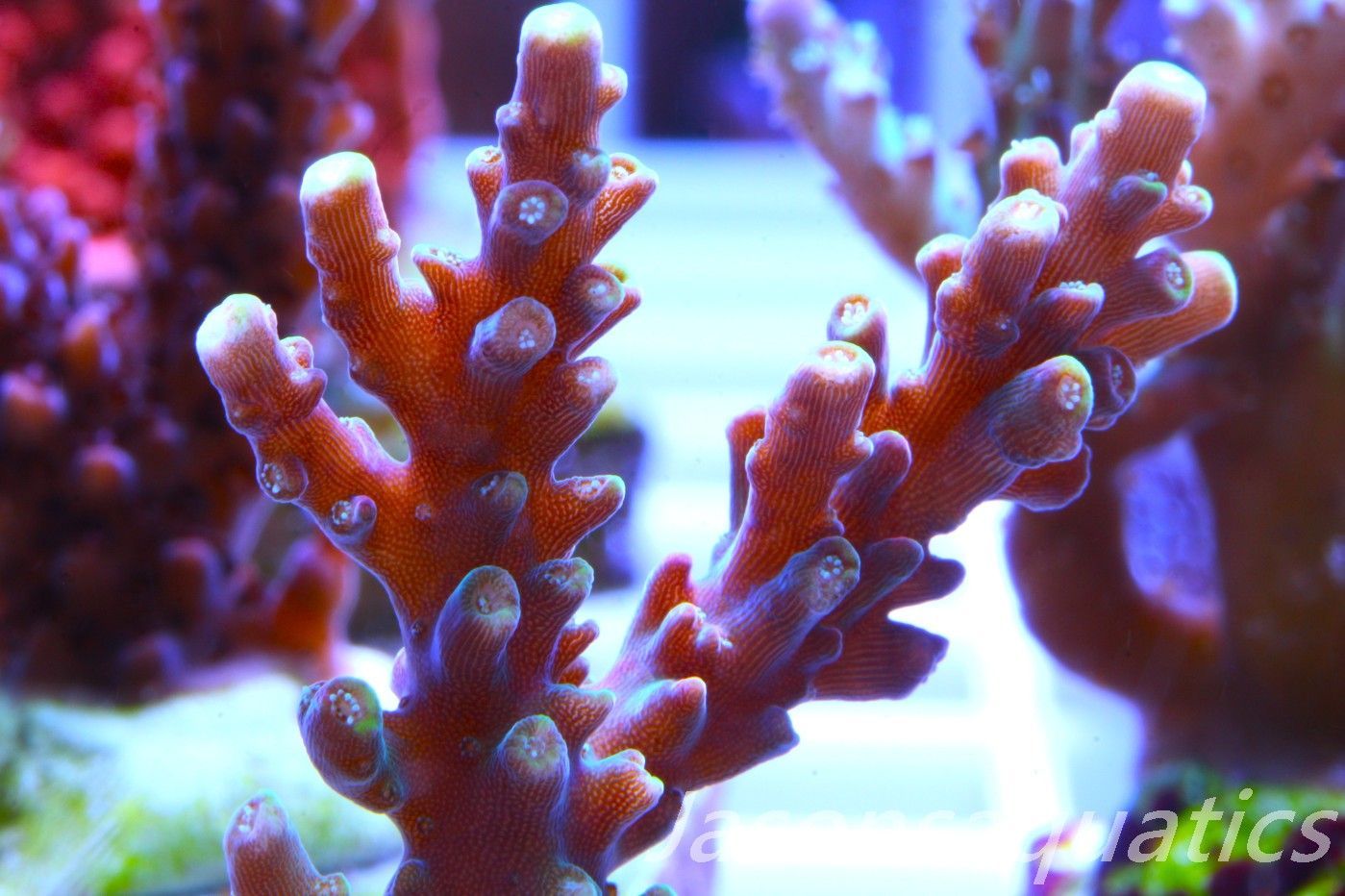 Acropora latistella ,Bali shortcake AKA firecracker Frag C