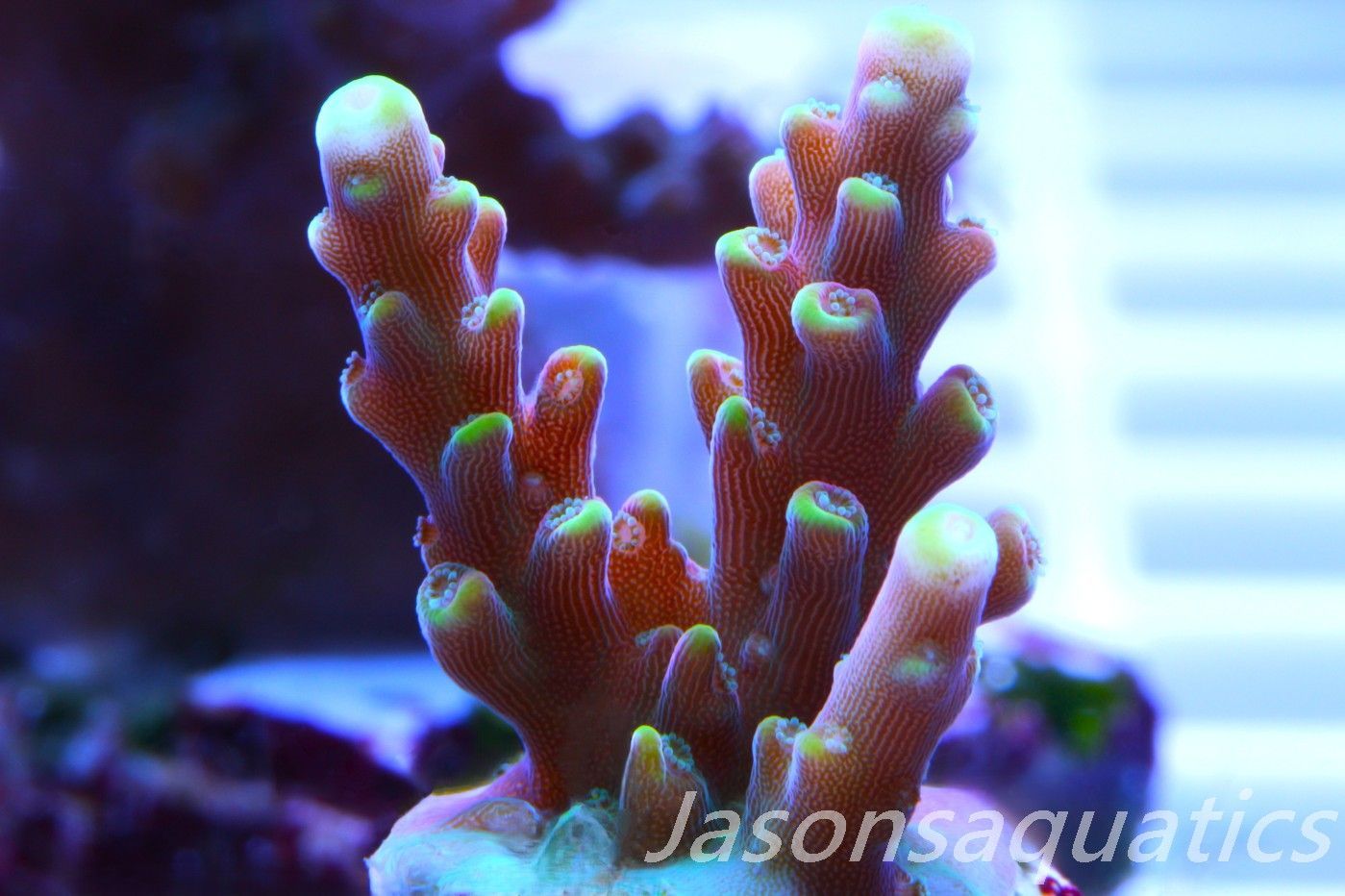 Acropora latistella ,Bali shortcake AKA firecracker Frag C