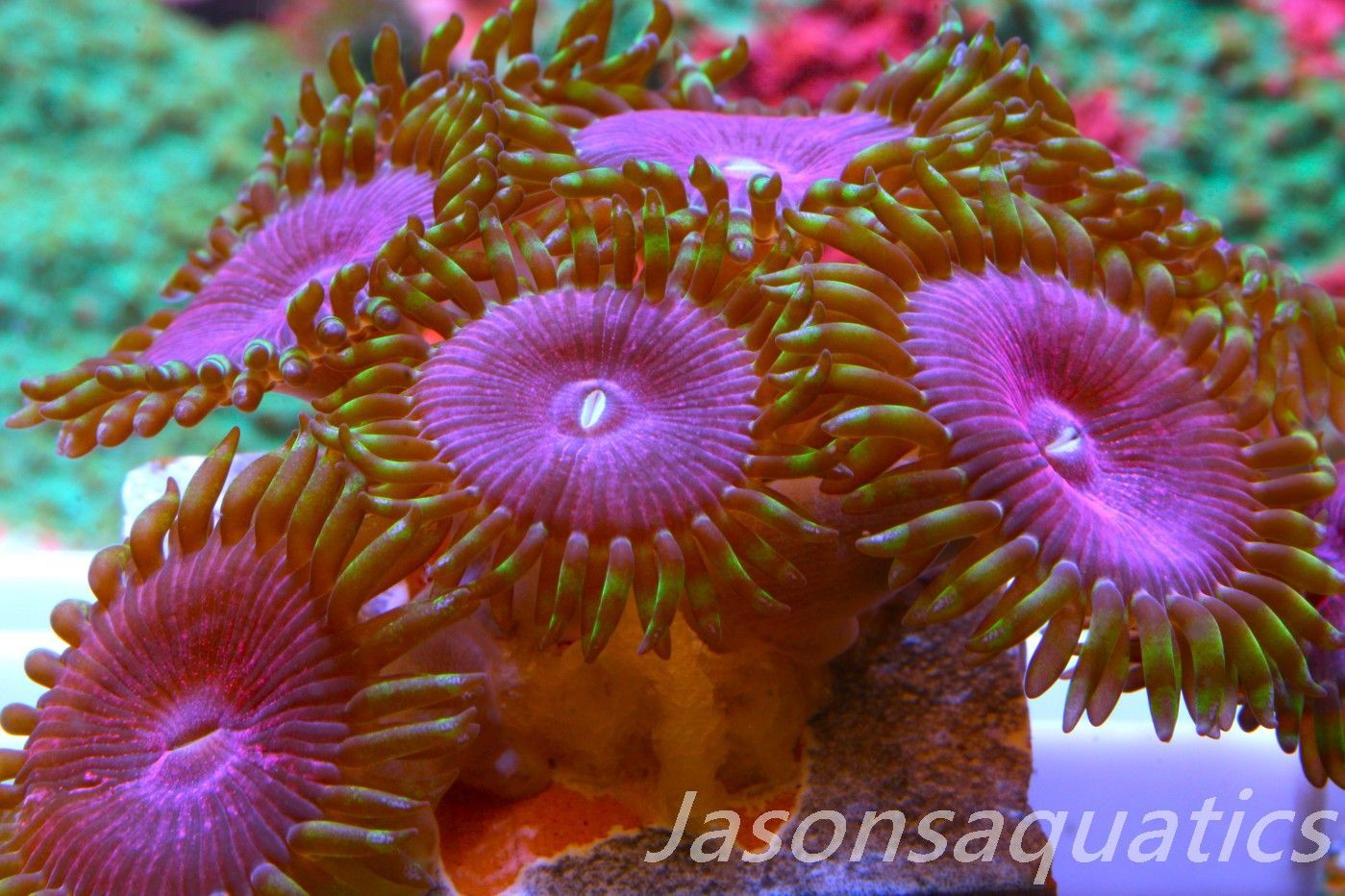 Zoanthid,Fake Lime Chilli Zoas. Frag F Zoanthid,Fake Lime Chilli Zoas. Frag F