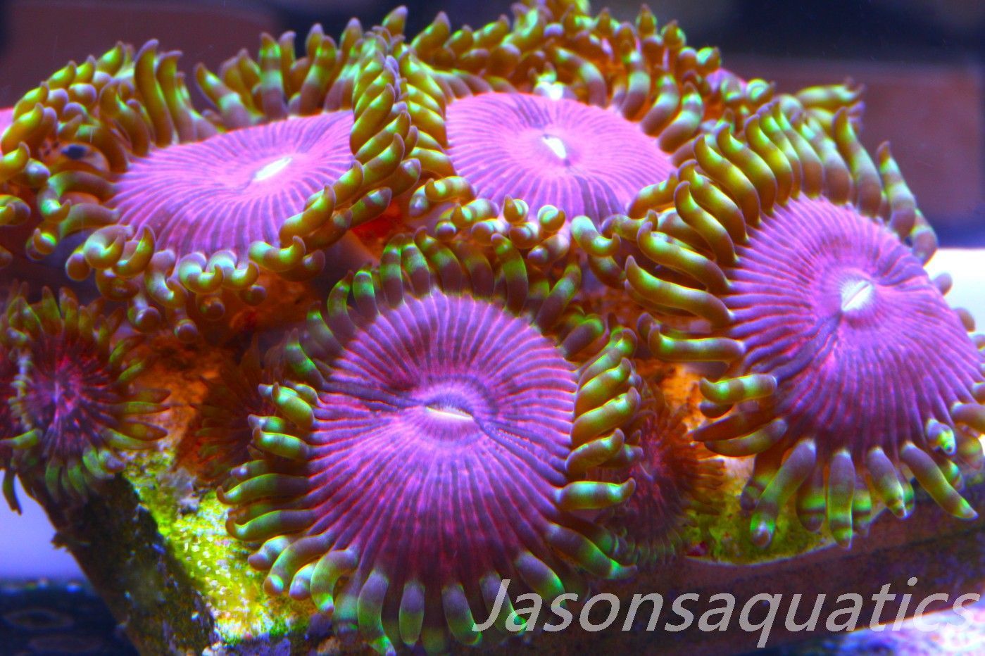Zoanthid,Fake Lime Chilli Zoas. Frag F Zoanthid,Fake Lime Chilli Zoas. Frag F