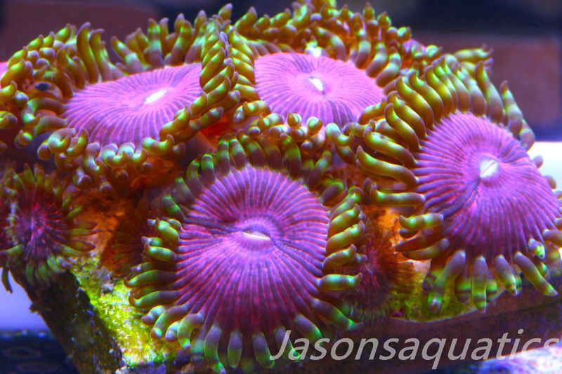 Zoanthid,Fake Lime Chilli Zoas. Frag F