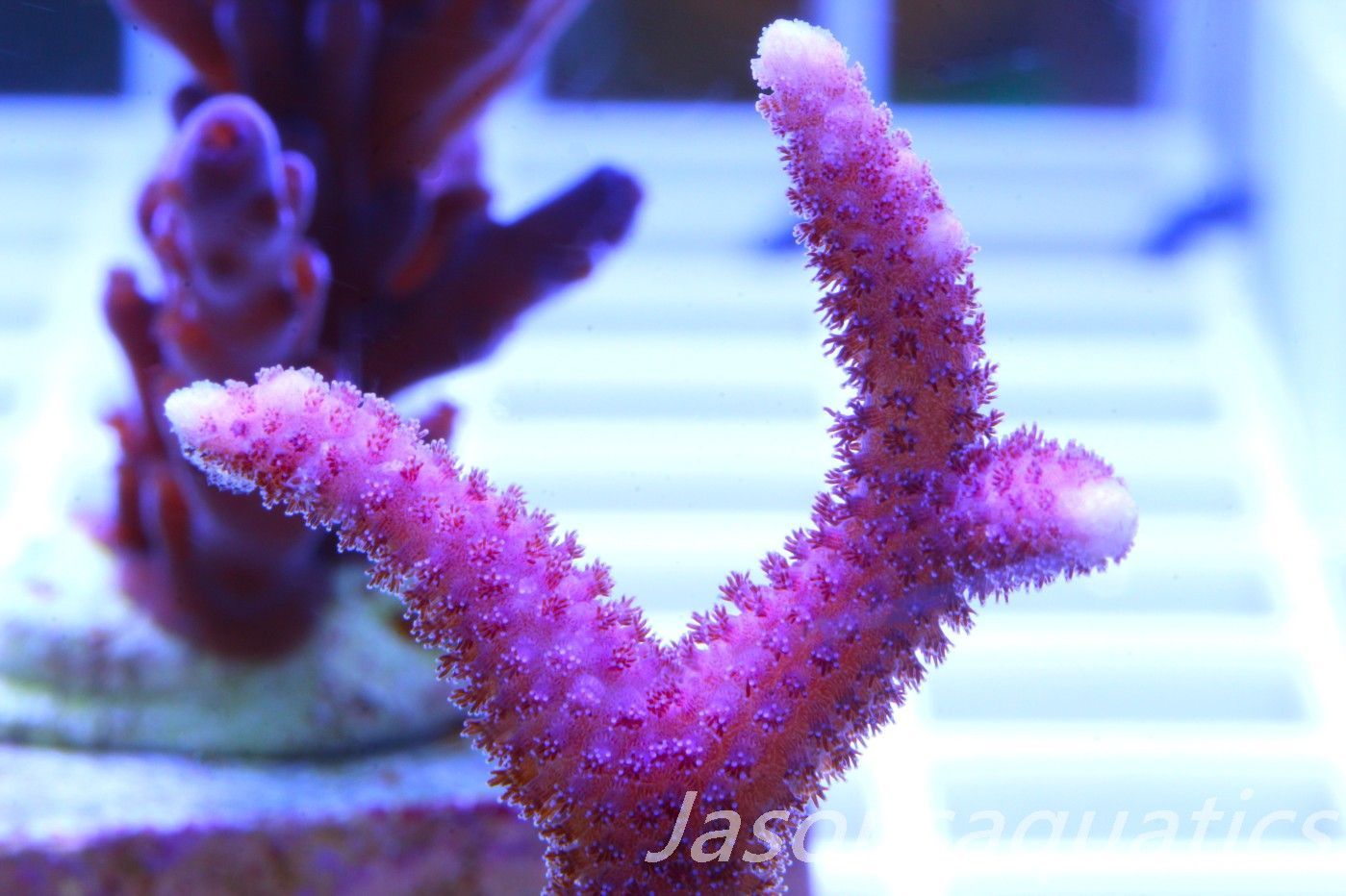 Stylophora, Australian Pink Thing branch Stylo Frag A Stylophora, Australian Pink Thing branch Stylo Frag A