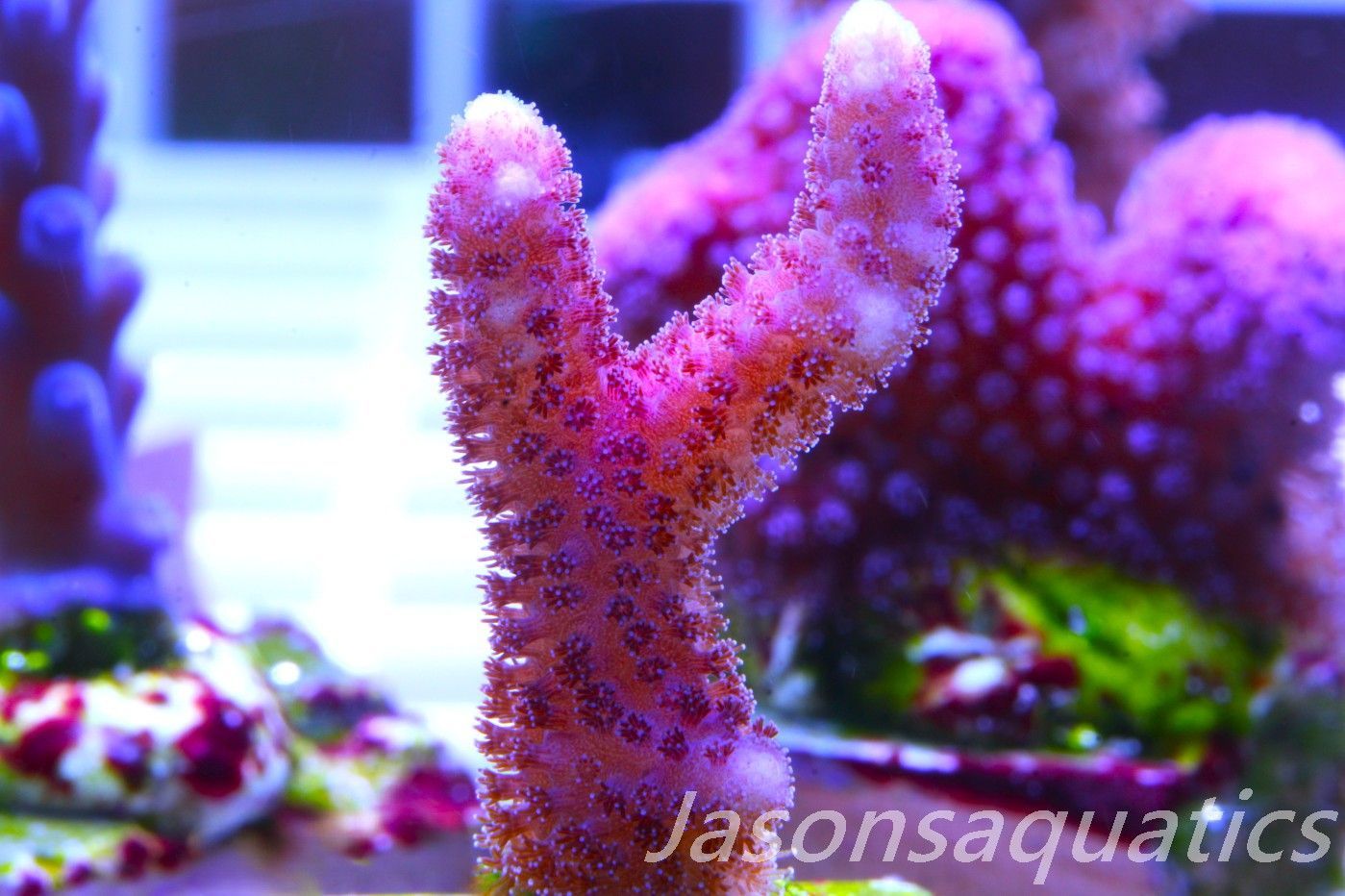 Stylophora, Australian Pink Thing branch Stylo Frag E
