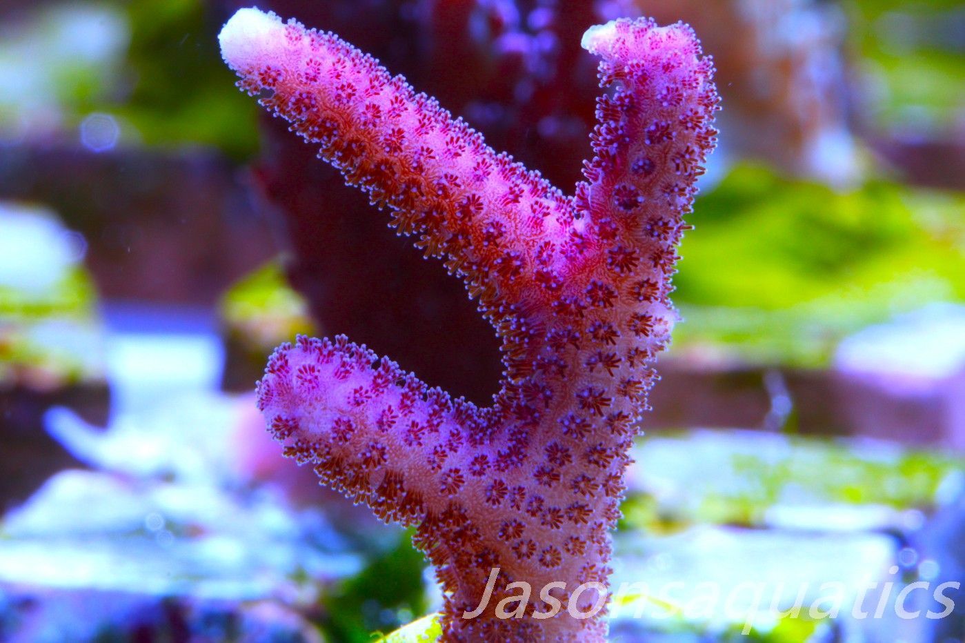 Stylophora, Australian Pink Thing branch Stylo Frag E Stylophora, Australian Pink Thing branch Stylo Frag E