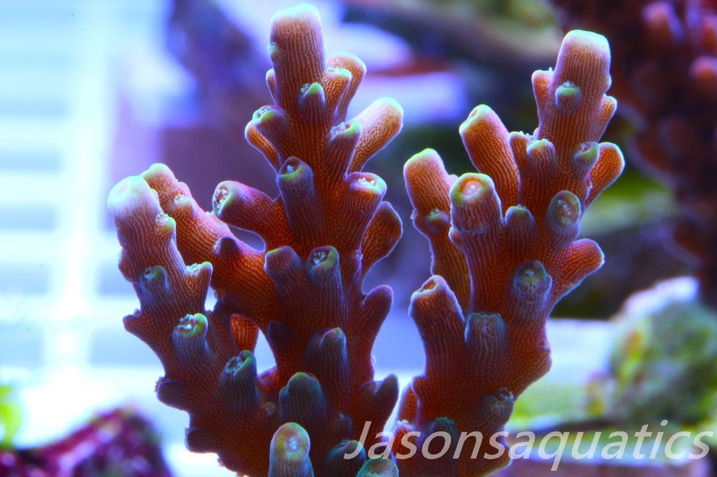 Acropora latistella ,Bali shortcake AKA firecracker Frag D