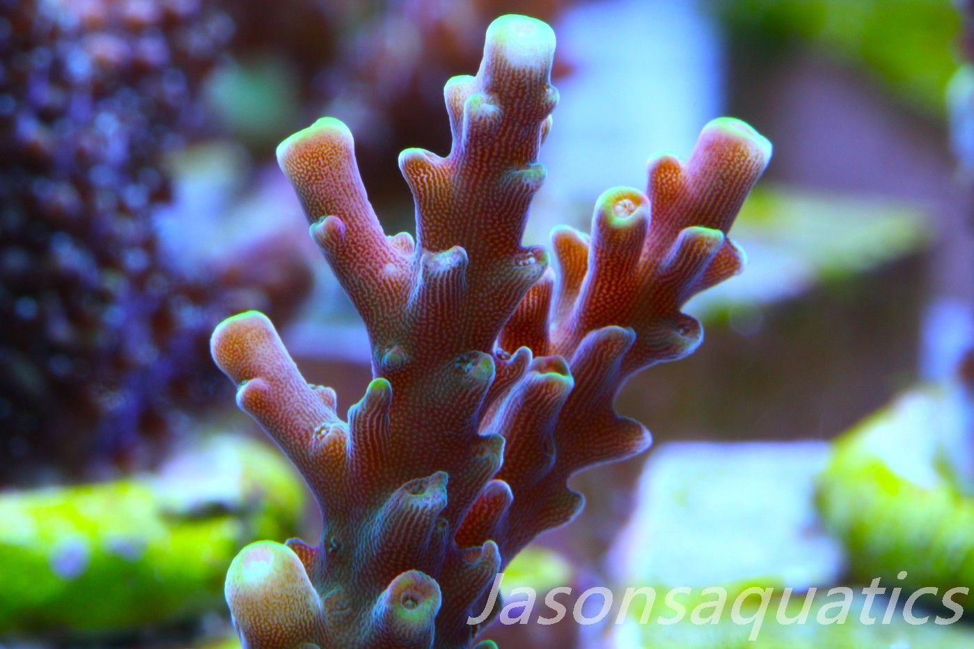 Acropora latistella ,Bali shortcake AKA firecracker Frag D Acropora latistella ,Bali shortcake AKA firecracker Frag D