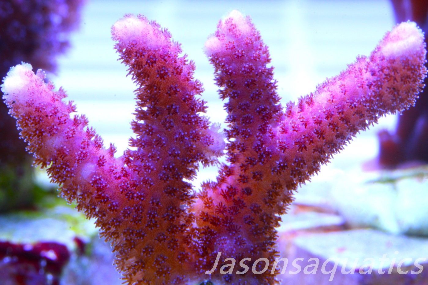 Stylophora, Australian Pink Thing branch Stylo Frag C