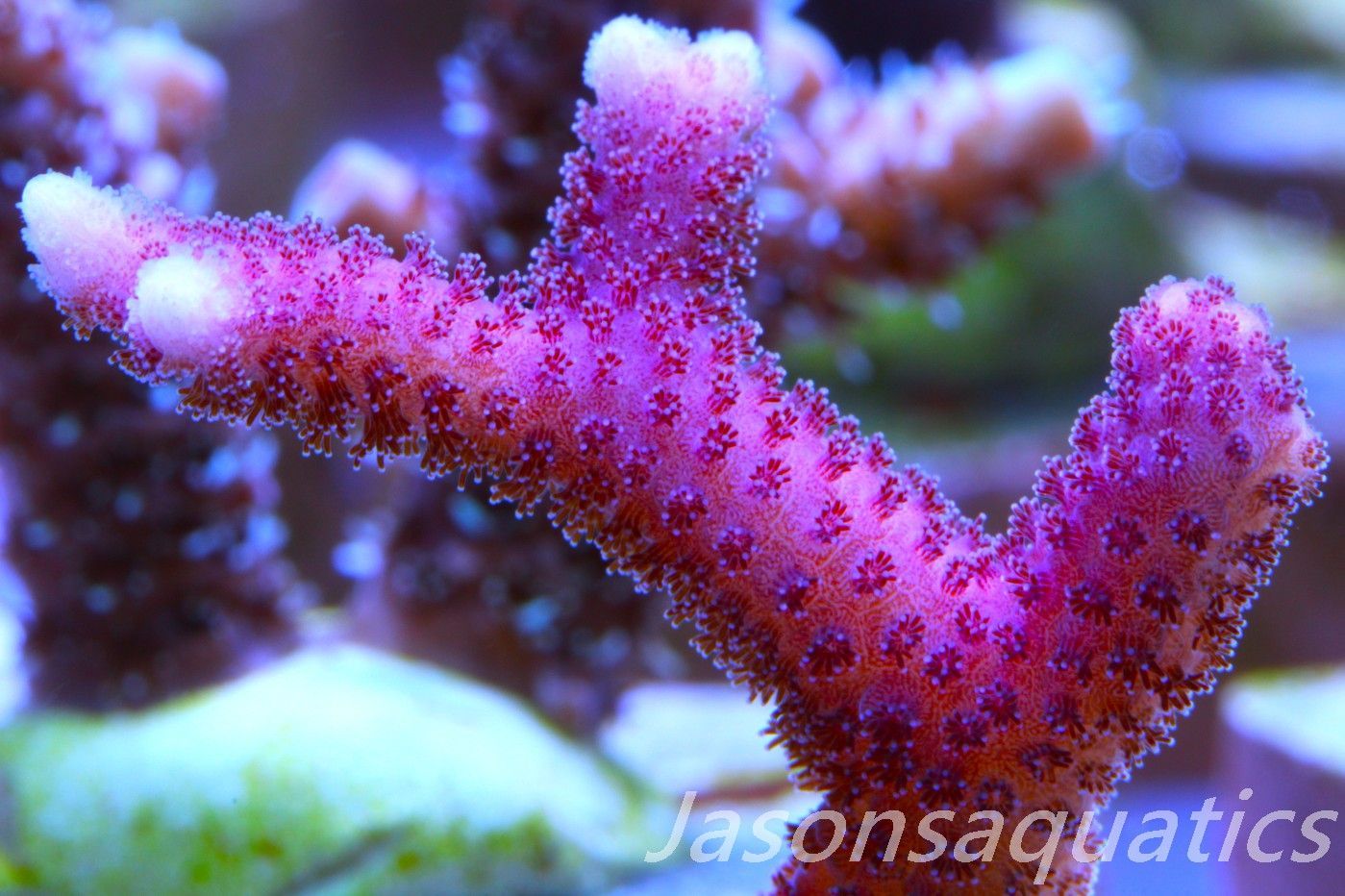 Stylophora, Australian Pink Thing branch Stylo Frag C Stylophora, Australian Pink Thing branch Stylo Frag C