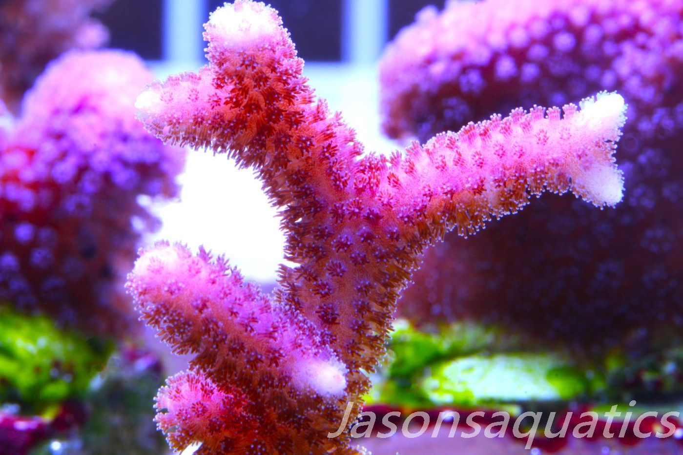 Stylophora, Australian Pink Thing branch Stylo Frag D