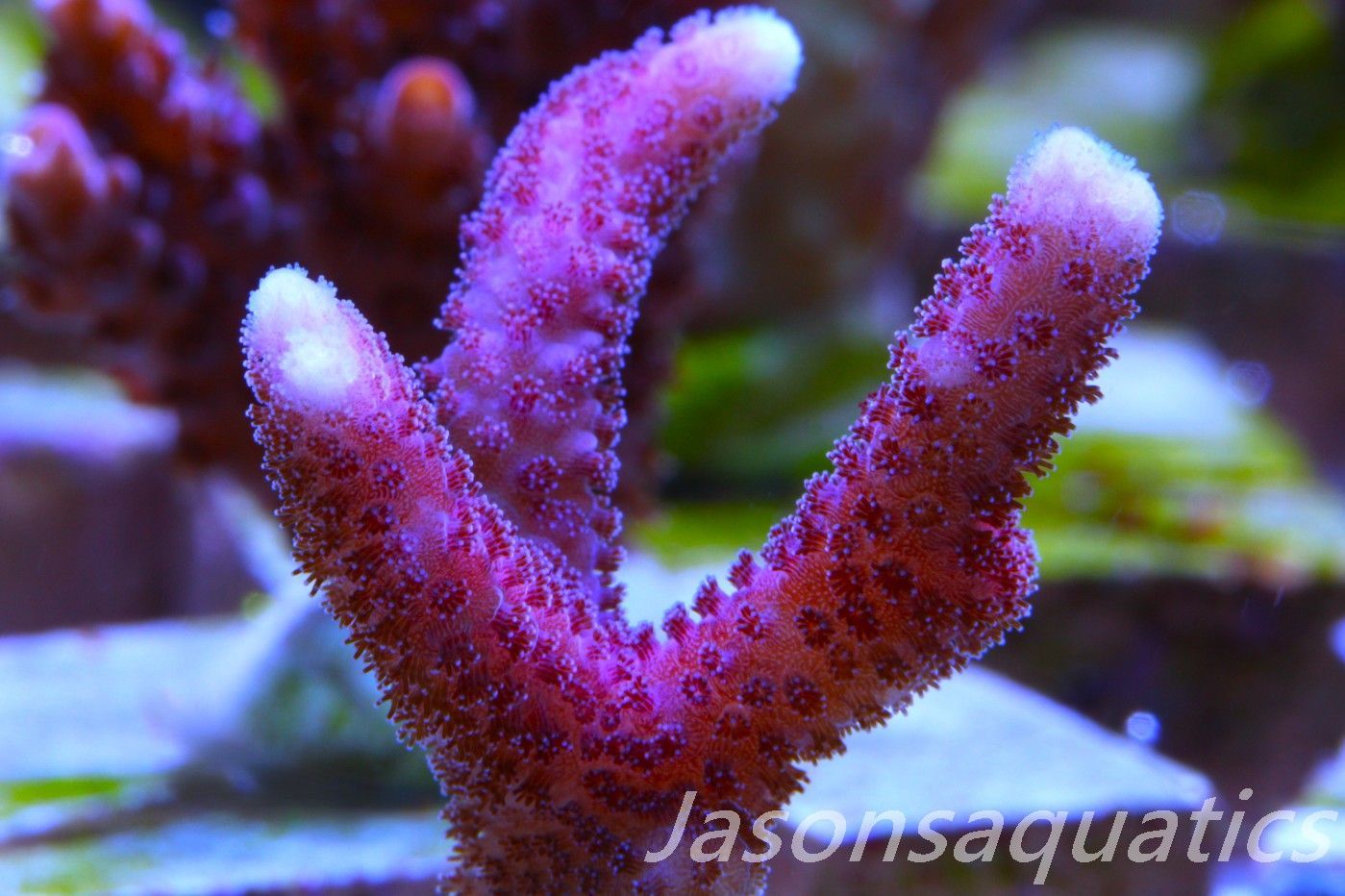 Stylophora, Australian Pink Thing branch Stylo Frag D