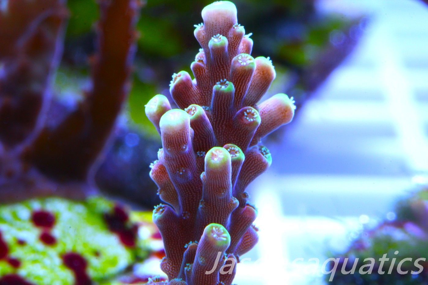 Acropora latistella ,Bali shortcake AKA firecracker Frag B