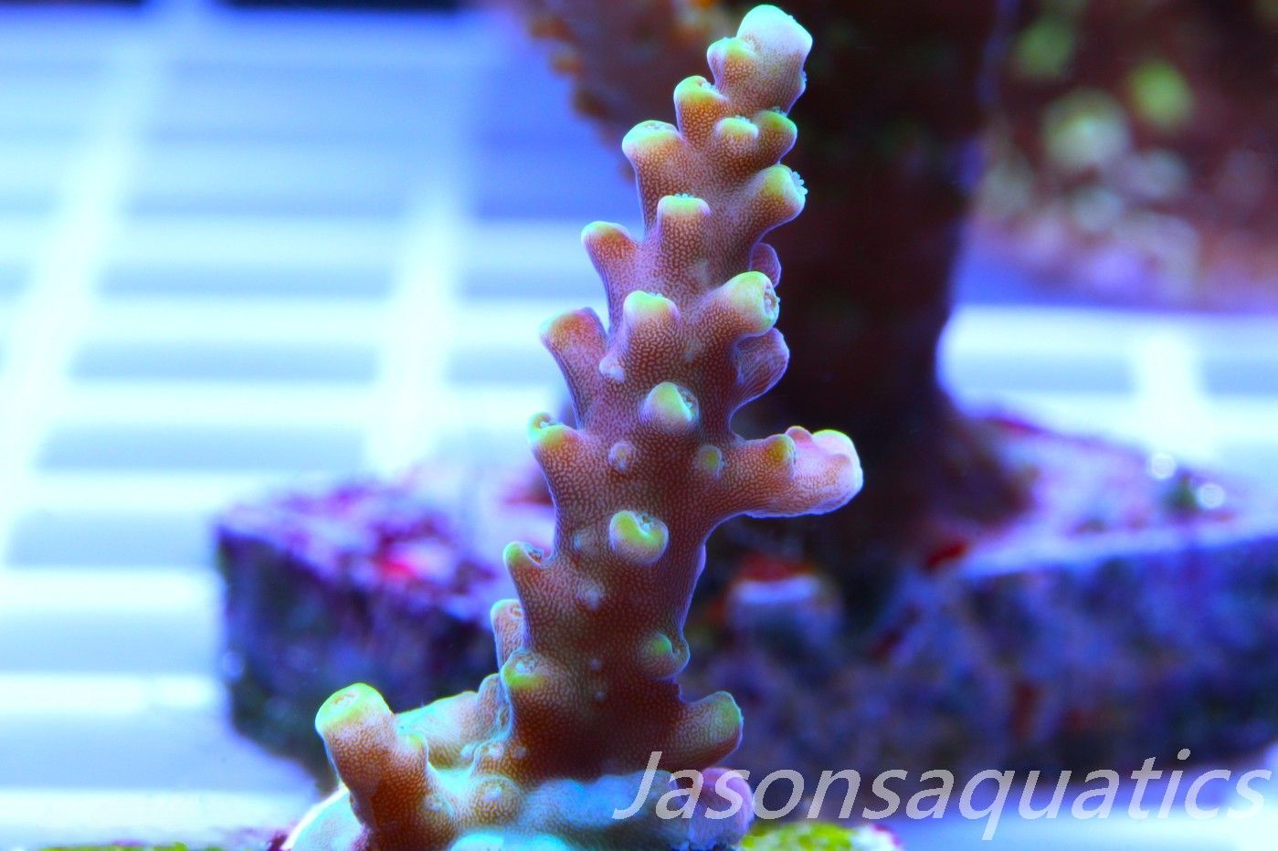 Acropora latistella ,Bali shortcake AKA firecracker Frag B Acropora latistella ,Bali shortcake AKA firecracker Frag B