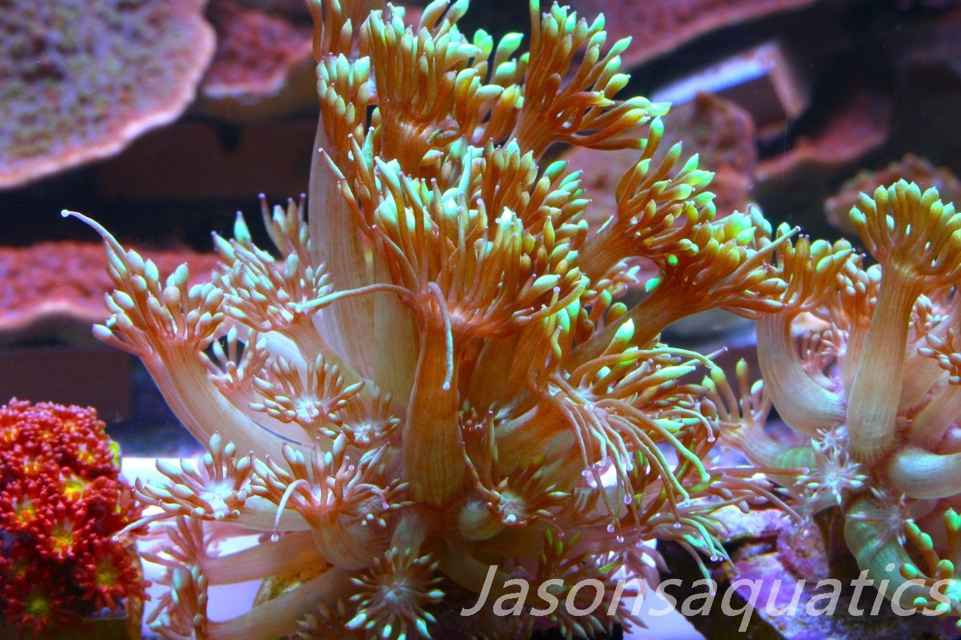 Goniopora, Bright Green Goni Long Arms Frag F