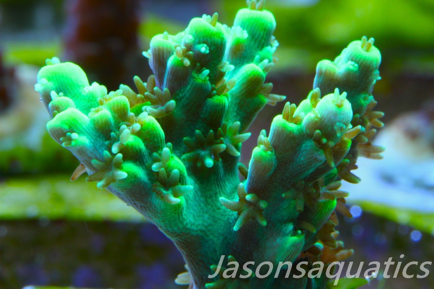 Acropora, Dayglow green Table Frag C Acropora, Dayglow green Table Frag C