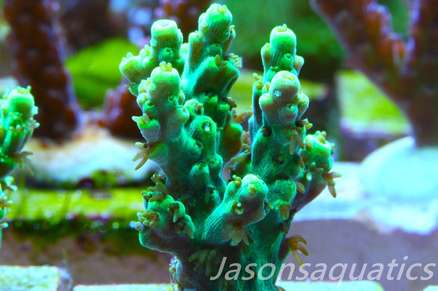 ​Acropora, Dayglow green Table Frag A