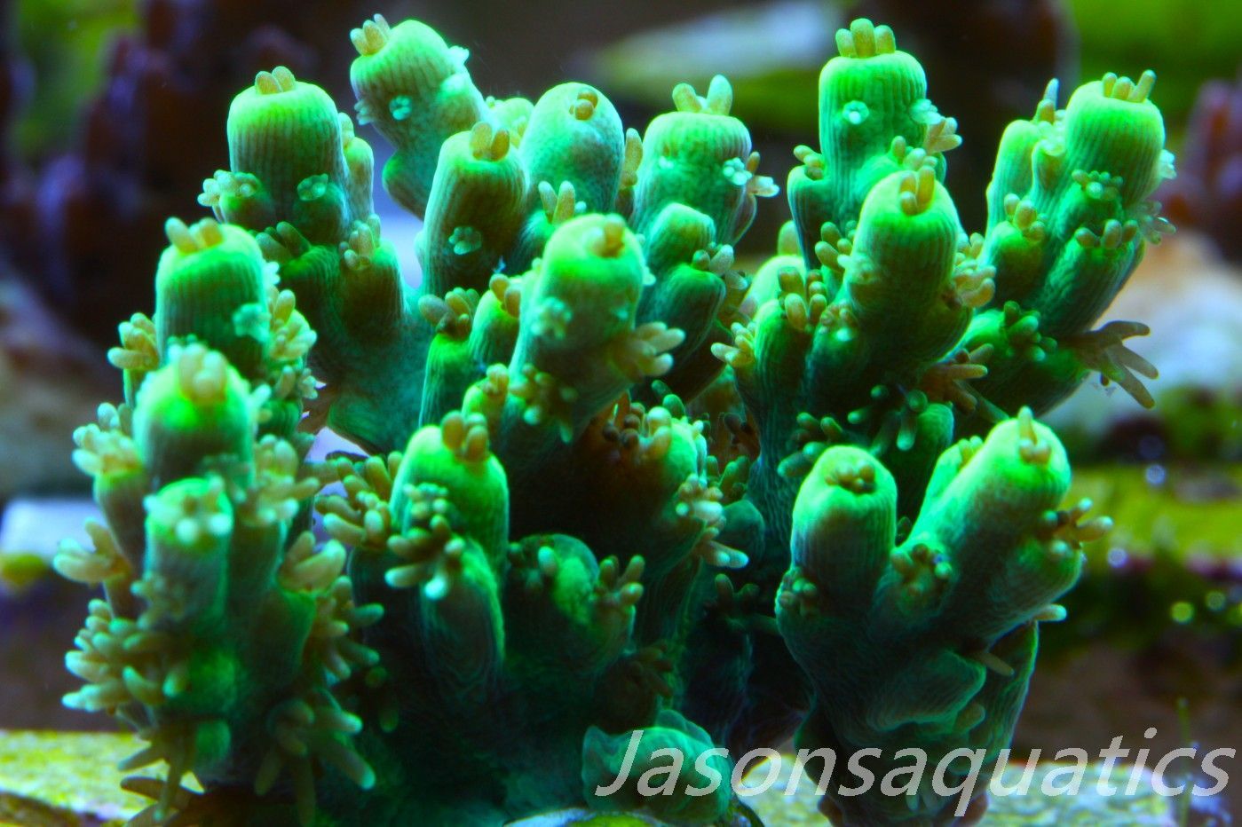 Acropora, Dayglow green Table Frag B Acropora, Dayglow green Table Frag B
