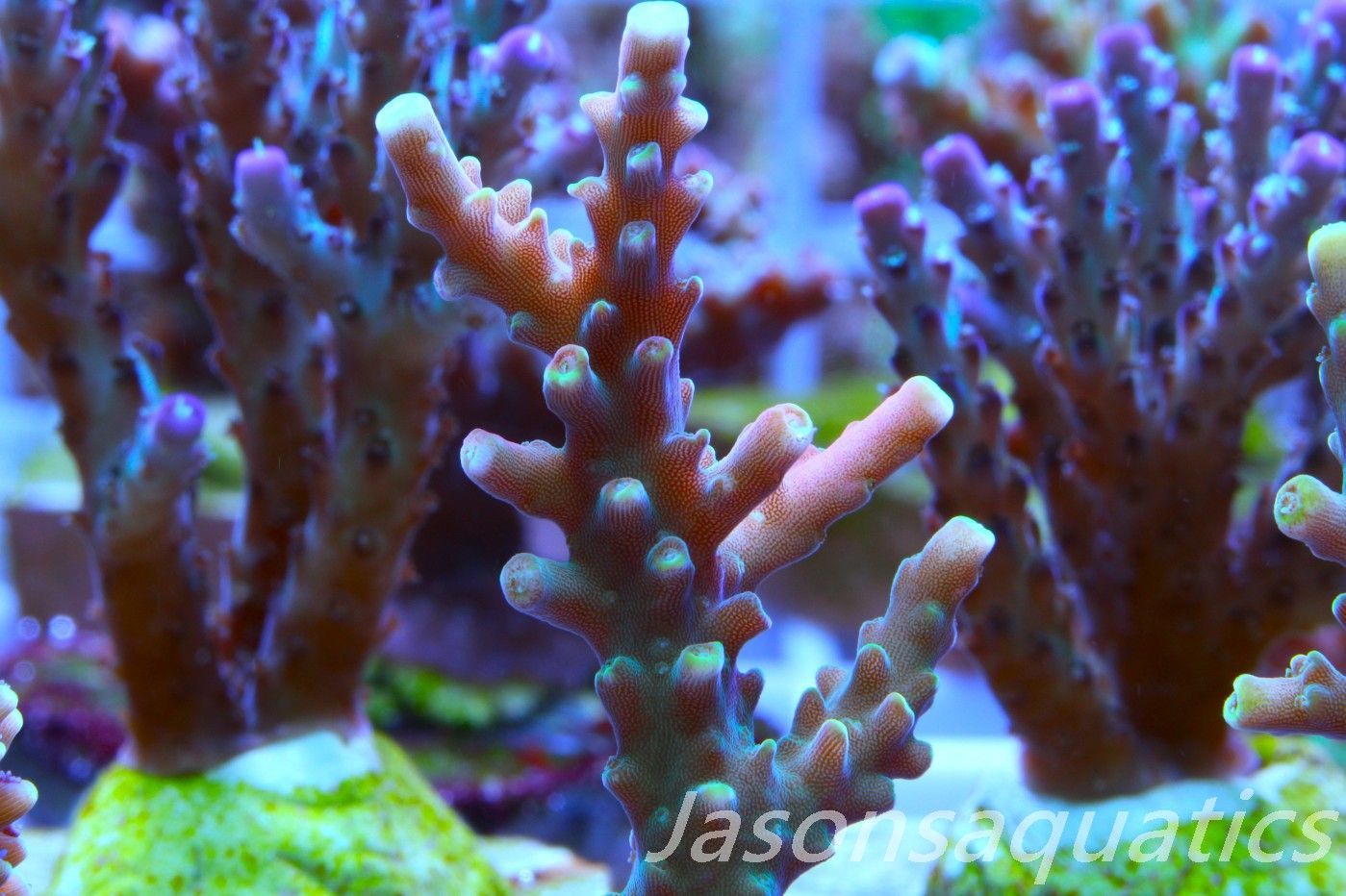 Acropora latistella ,Bali shortcake AKA firecracker Frag F Acropora latistella ,Bali shortcake AKA firecracker Frag F