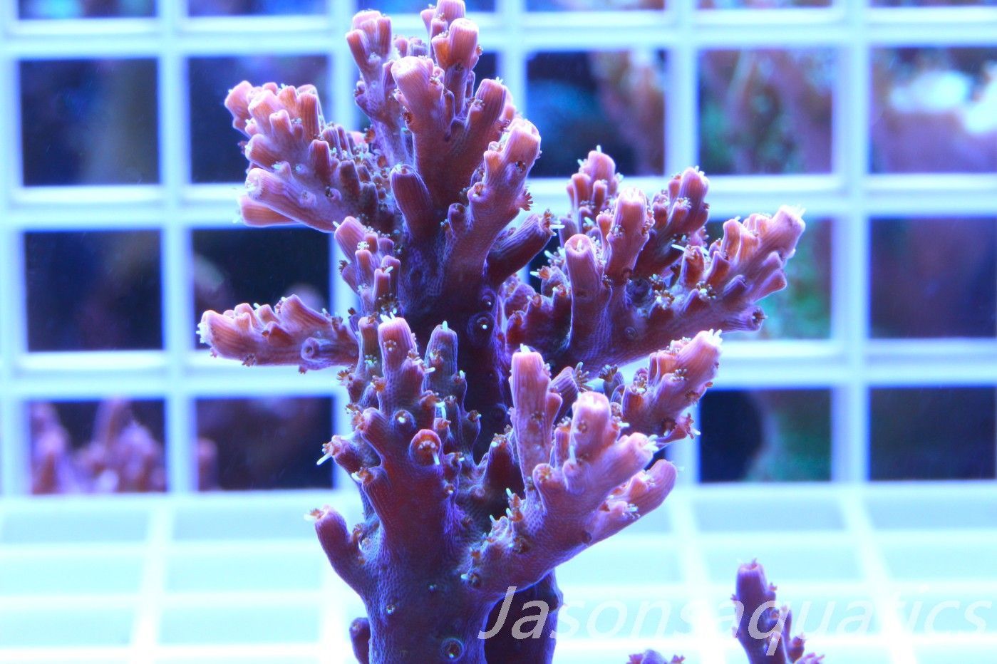 Acropora Pinky The Bear,Micro Colony Frag I Acropora Pinky The Bear,Micro Colony Frag I