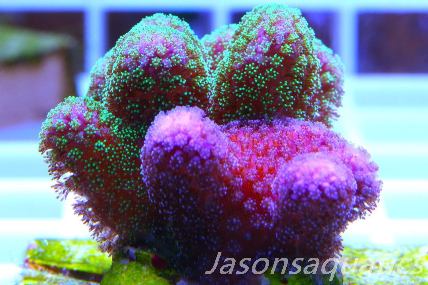 Stylophora Mix Frag F Stylophora Mix Frag F