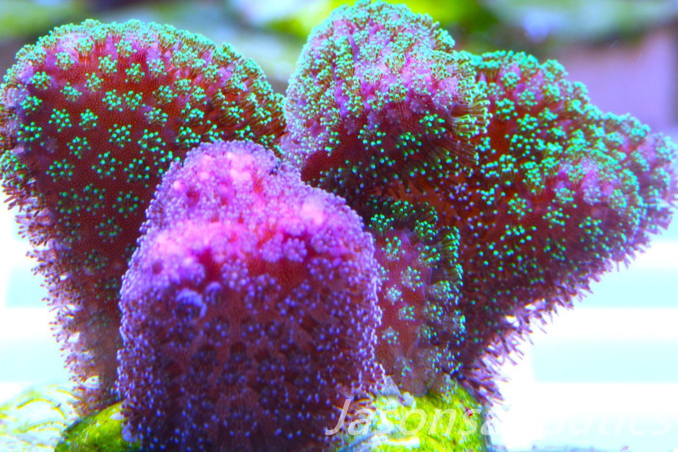 Stylophora Mix Frag G