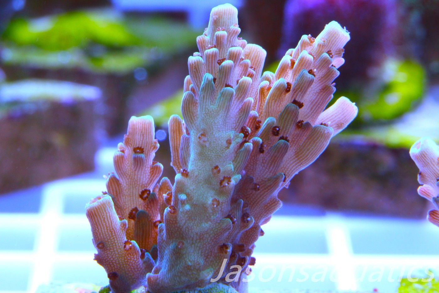 Acropora, Pale green Table Frag C