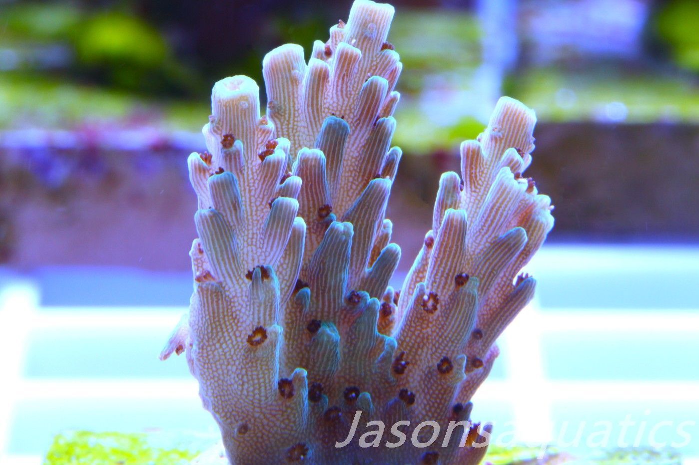 Acropora, Pale green Table Frag A