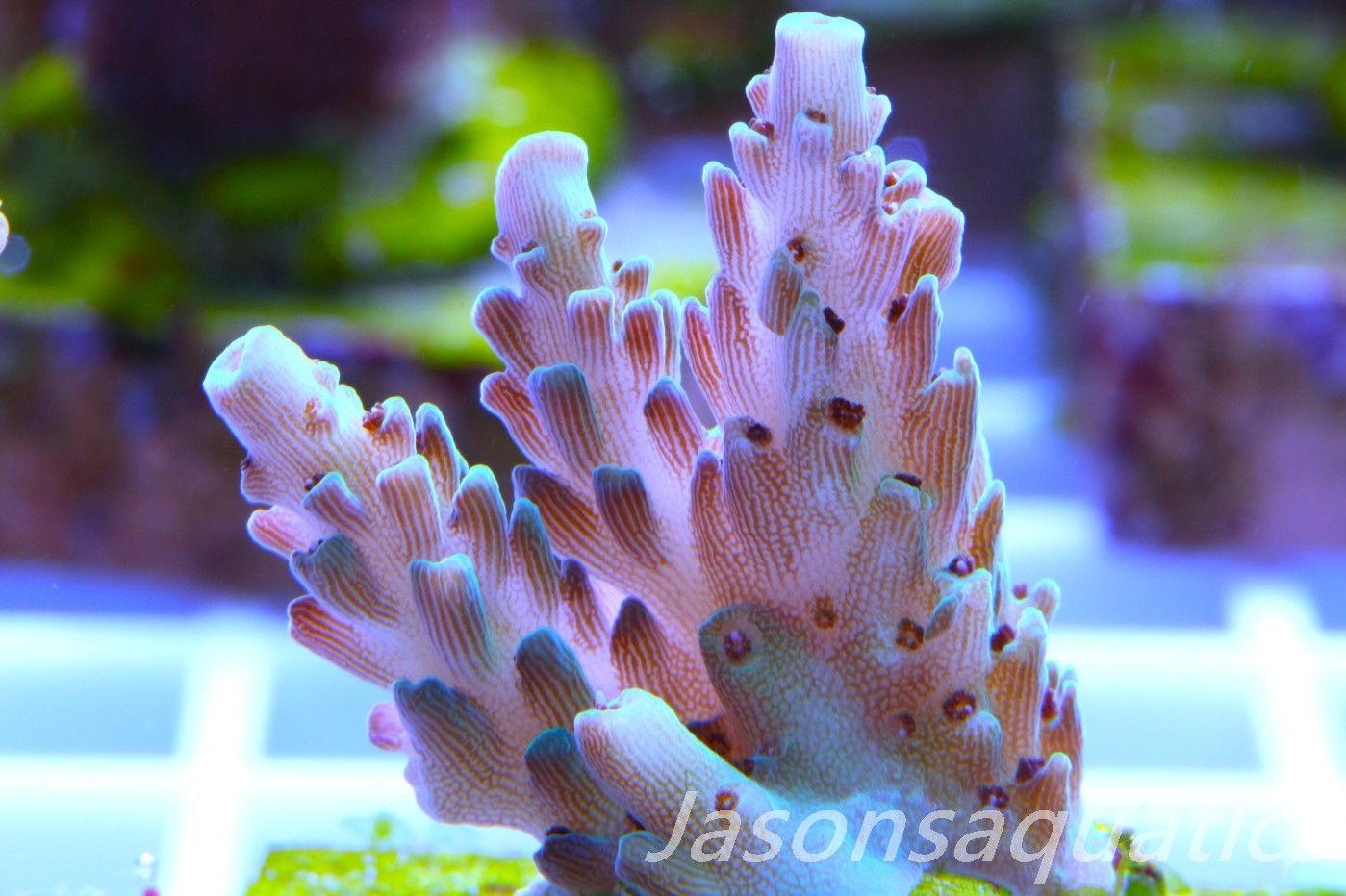 Acropora, Pale green Table Frag B