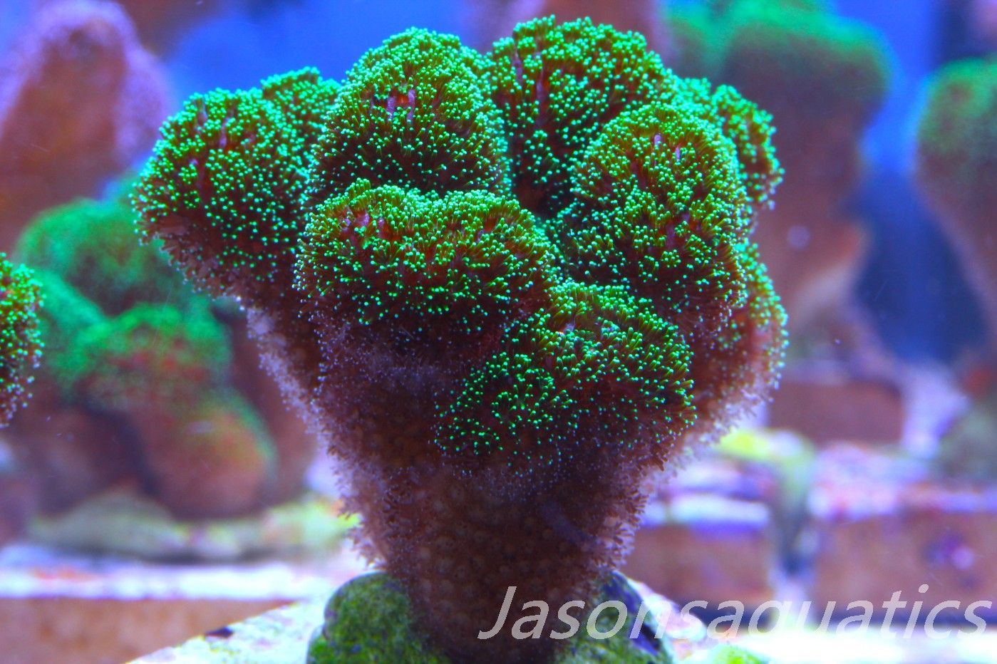 Stylophora, Green with Pinkish Body Frag F Stylophora, Green with Pinkish Body Frag F