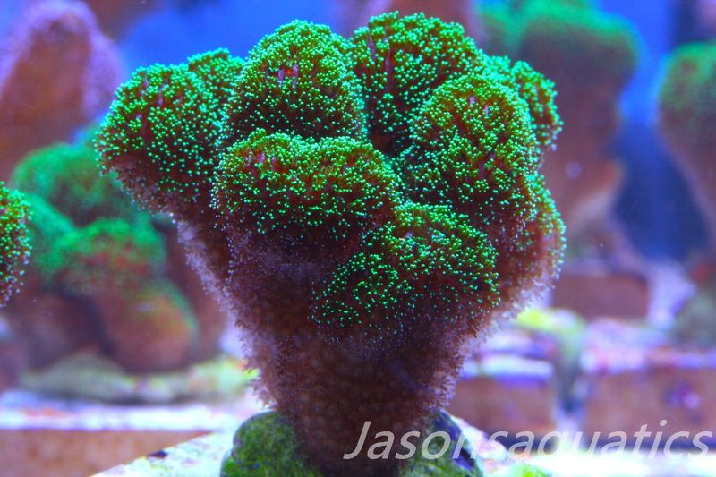 Stylophora, Green with Pinkish Body Frag F