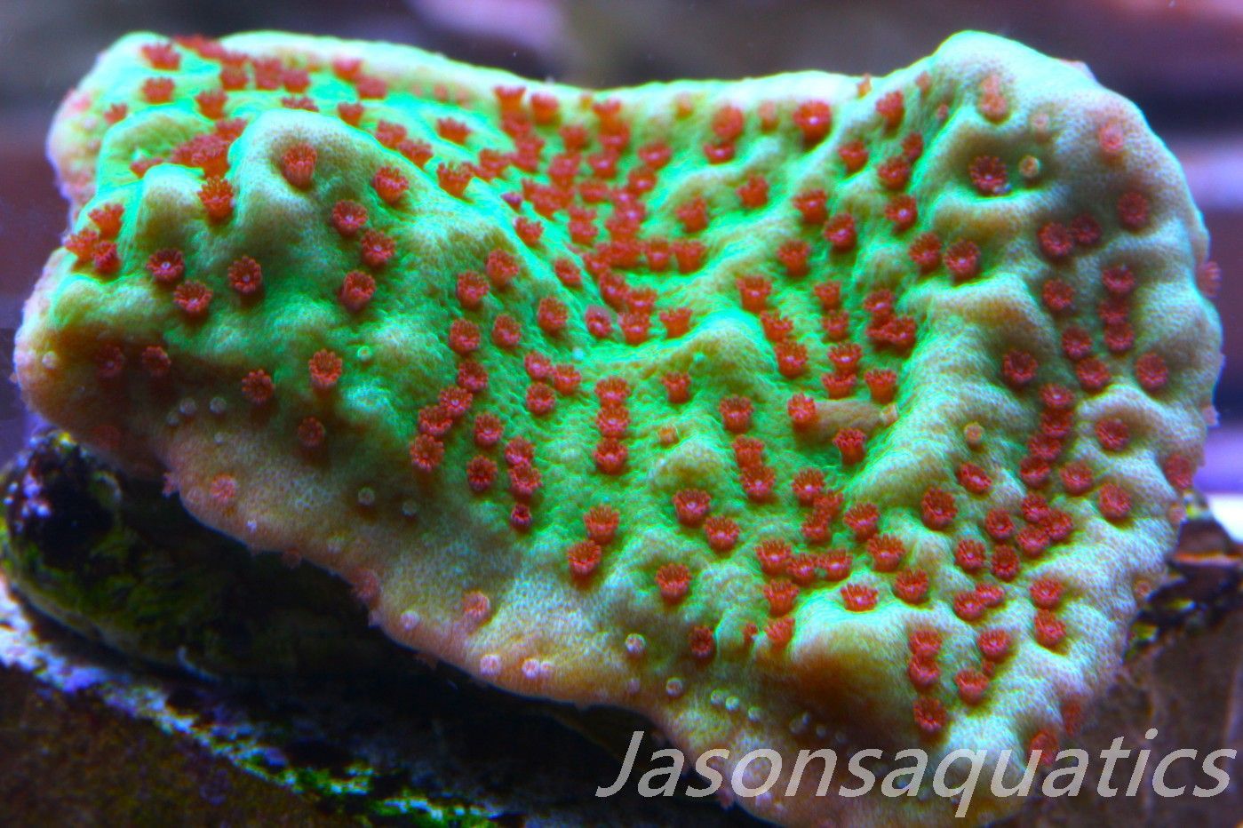 Montipora,Grinch montipora Red polyps,Frag B