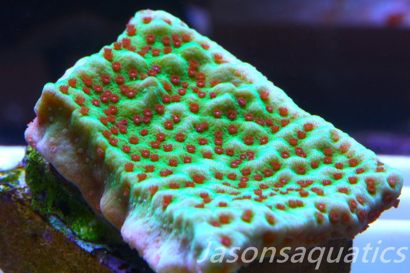 Montipora,Grinch montipora Red polyps,Frag D