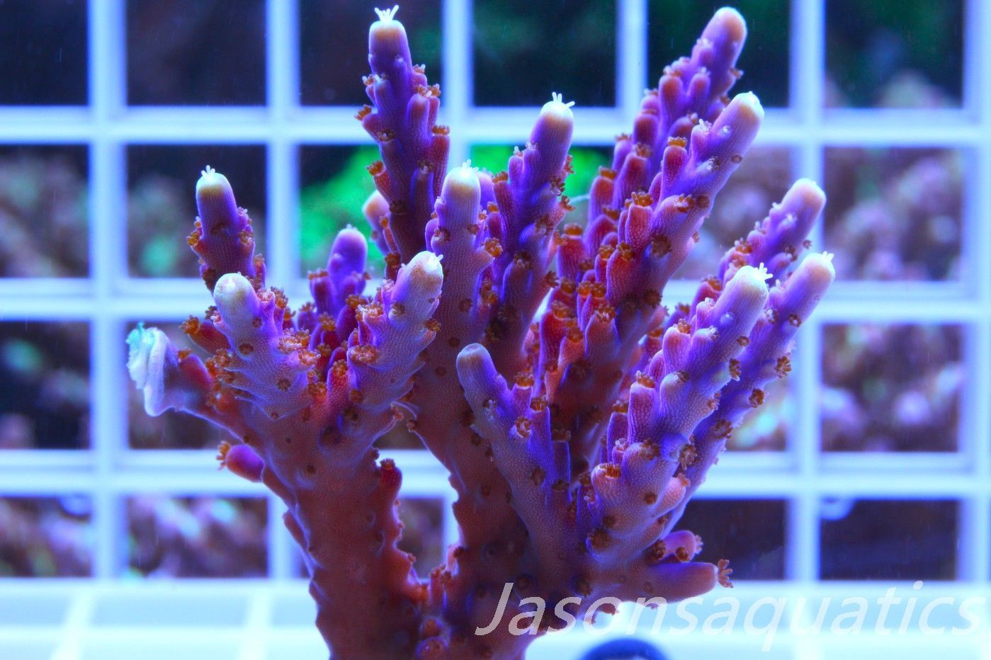 Acropora Nana, Deep Purple Acro (Small Colony) Frag G